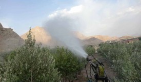 سم پاشی درختان و فضای سبز شهر بهاران